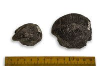 F 00232
<br/>
<br/>
<em></em>